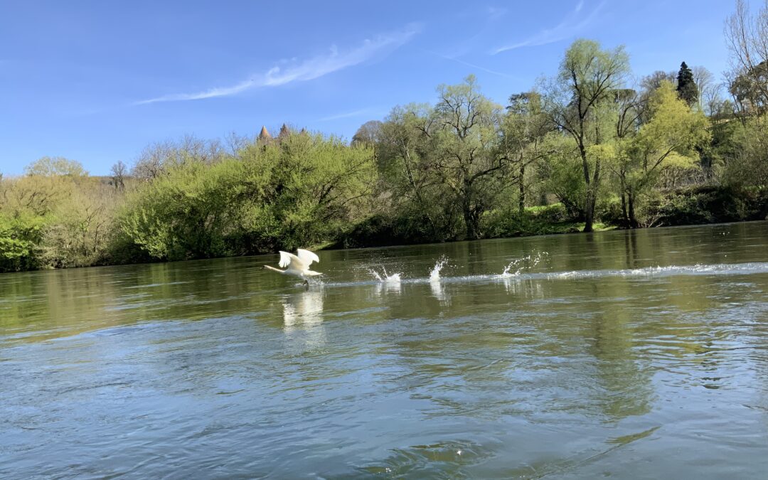 Envol des cygnes sur la Dordogne